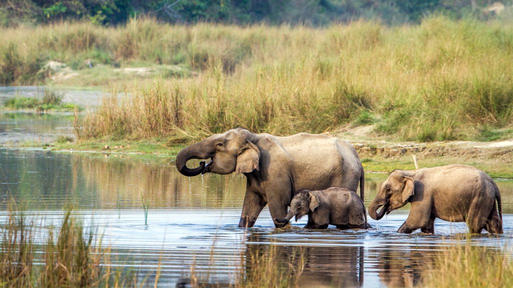 Nepal 4 Chitwan National Park Tour