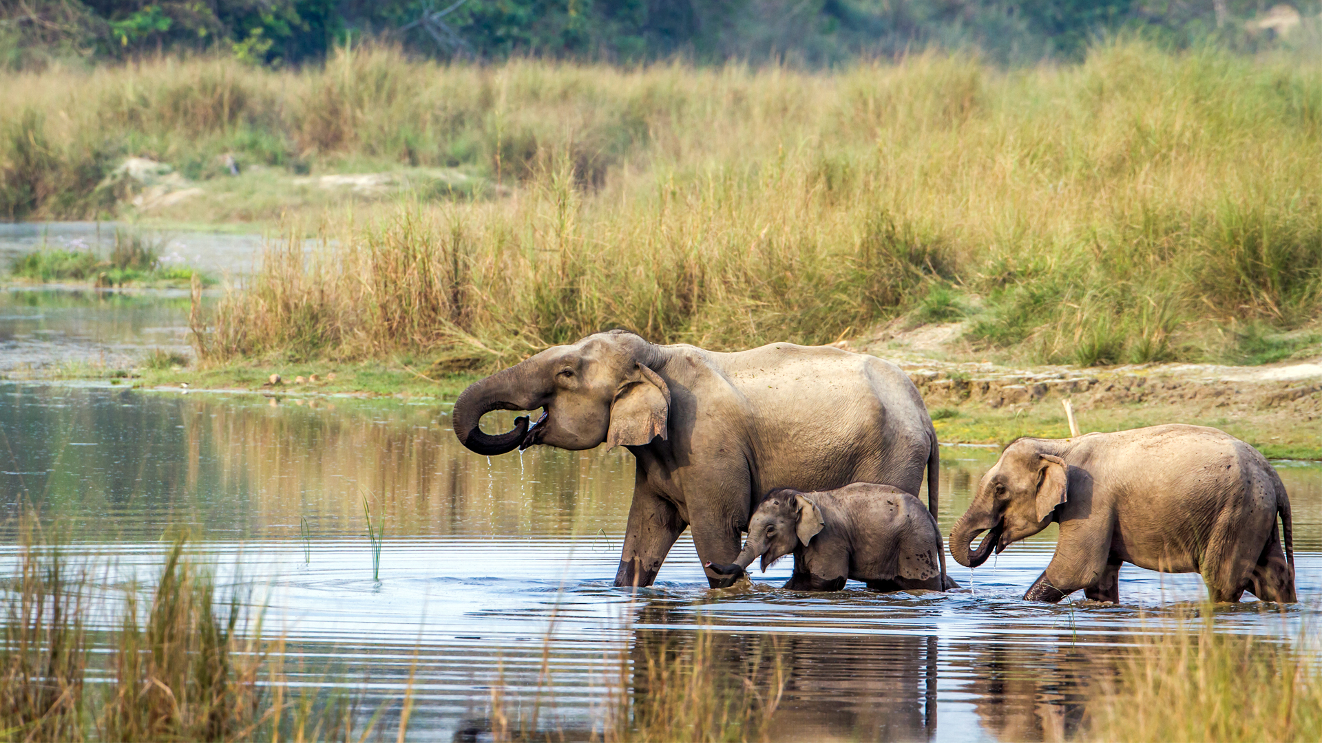 Chitwan National Park Tour