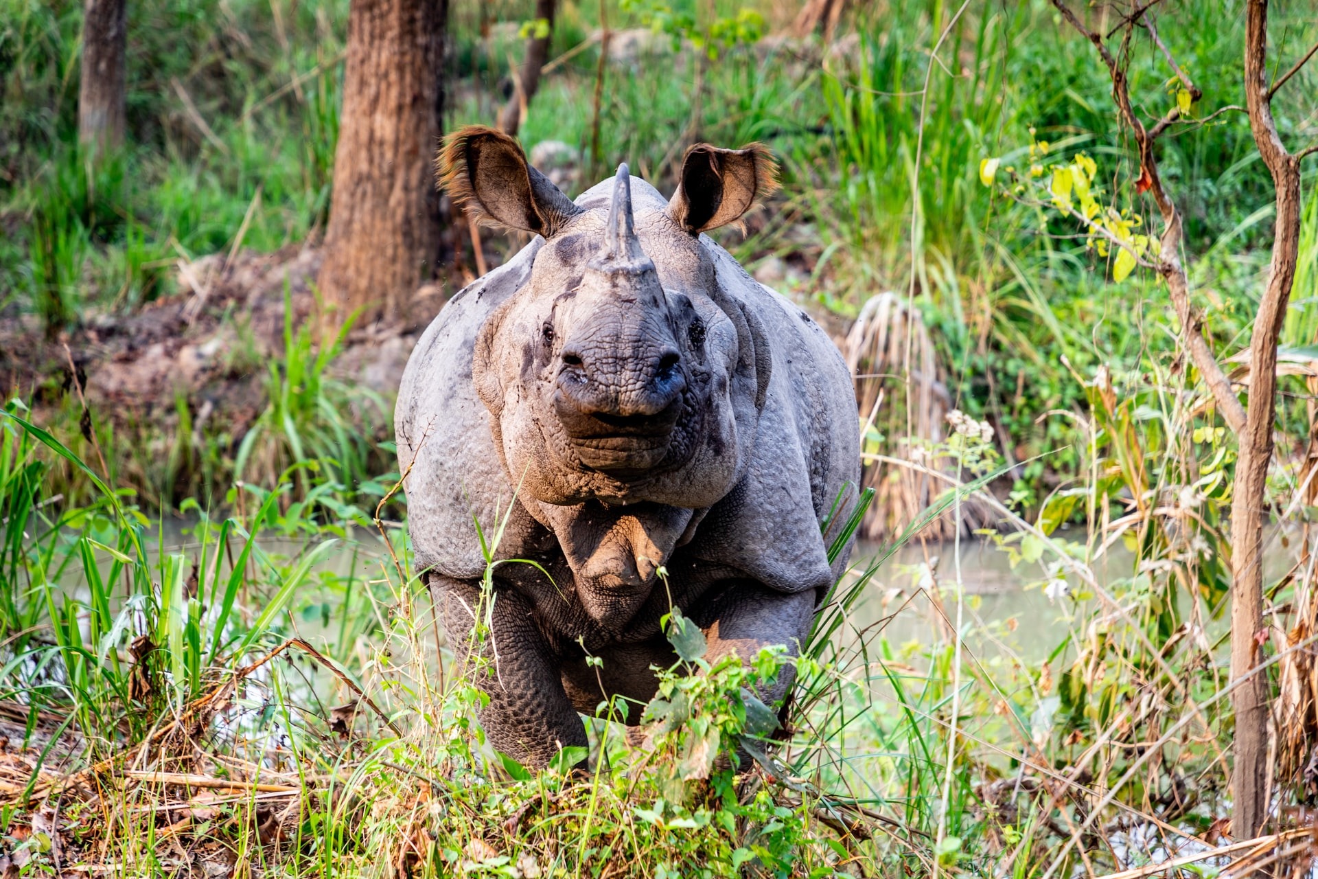Jungle Safari in Chitwan